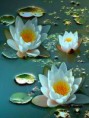 /album/galeria-de-fotos/a28-jpg/