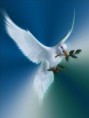 /album/galeria-de-fotos/dove-of-peace-jpg/
